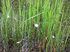 Eriophorum chamissonis