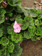 Pelargonium