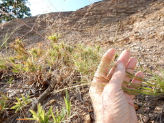 Eragrostis intermedia