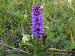 Gymnadenia densiflora
