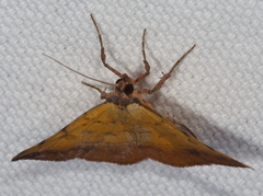Hemeroplanis floccalis