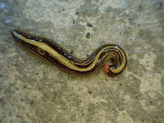 Australopacifica gelatinosa