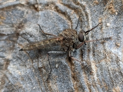 Machimus pilipes