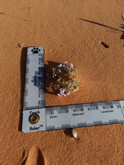 Astragalus striatiflorus