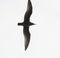 Larus argentatus smithsonianus