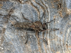 Machimus pilipes