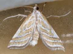 Leptosteges parthenialis