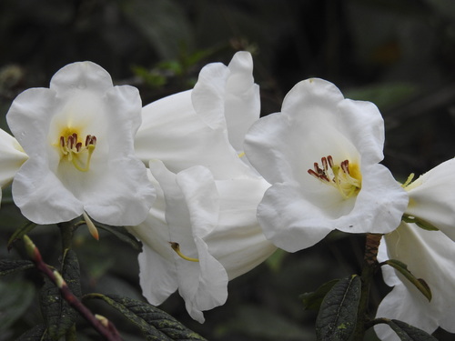Rhododendron lindleyi, photograph 2