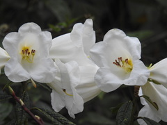 Rhododendron lindleyi
