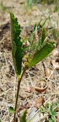 Croton antisyphiliticus