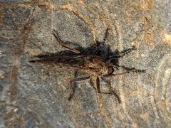 Machimus pilipes