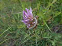 Lycia alpina