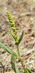 Croton antisyphiliticus