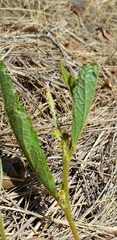 Croton antisyphiliticus