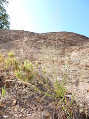 Eragrostis intermedia