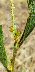 Croton antisyphiliticus