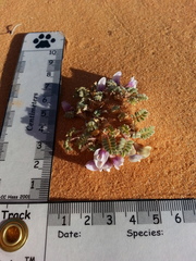 Astragalus striatiflorus