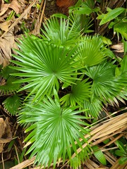 Saribus rotundifolius