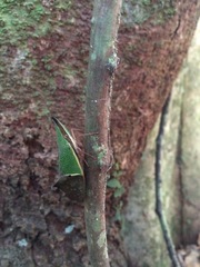 Odontoptera spectabilis