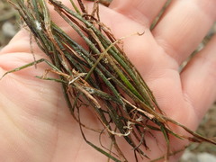 Isoetes alpina