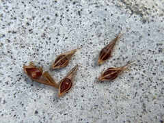 Rhynchospora microcephala