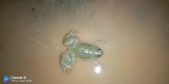 Xenopus