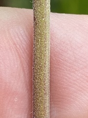 Monarda punctata punctata