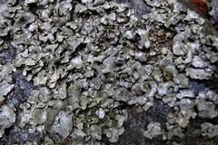 Dermatocarpon americanum