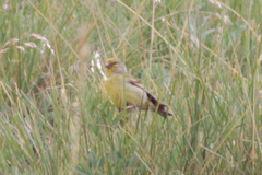 Carduelis citrinella