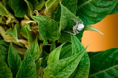 Thomisidae