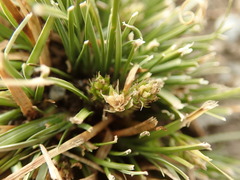 Carex cirrhosa