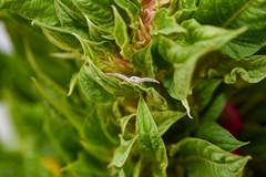 Thomisidae