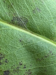 Solidago rigida glabrata