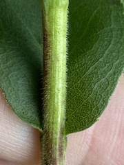 Solidago rigida glabrata