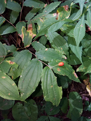 Prosartes lanuginosa