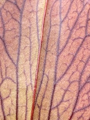 Sarracenia jonesii