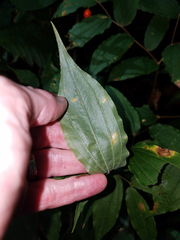 Prosartes lanuginosa