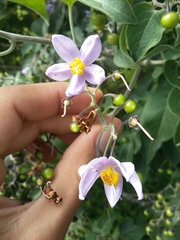 Solanum dulcamaroides