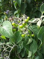 Solanum dulcamaroides