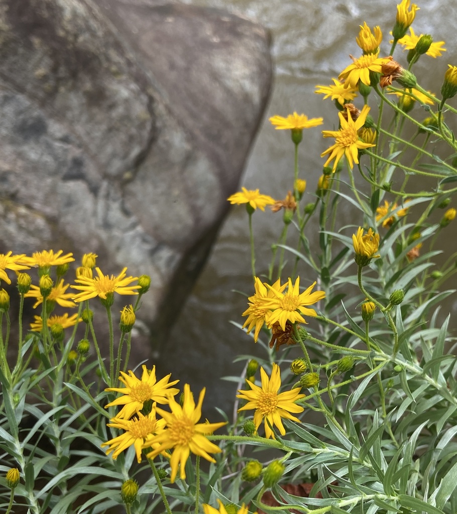 Silkgrasses