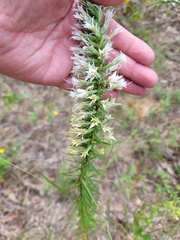 Liatris bridgesii