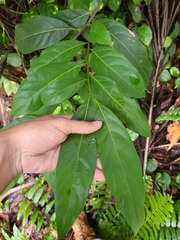 Ocotea leucoxylon