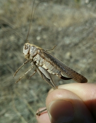 Platycleis intermedia