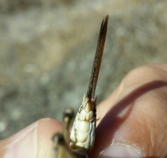 Platycleis intermedia