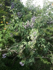 Solanum dulcamaroides