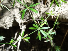Galium concinnum