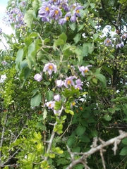 Solanum dulcamaroides