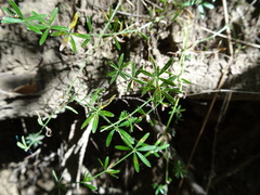 Galium concinnum