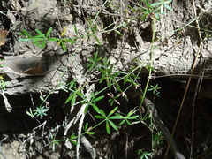 Galium concinnum