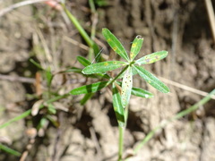 Galium concinnum